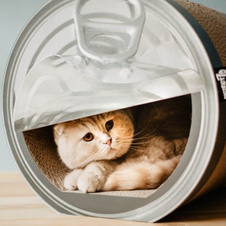 District 70 CAN, Funny Cat Scratcher - ديستريكت 70 — للقطط طعام رطب