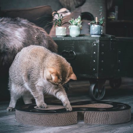 District 70 SNAKE Multifunctional Cat Toy, Black - ديستريكت 70 سناكي — للقطط