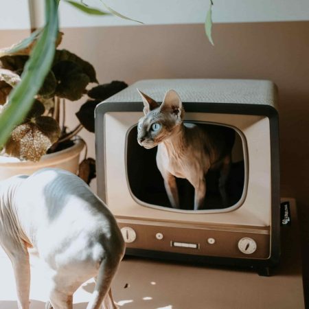 District 70 Telly, Retro Design Cat Scratcher - ديستريكت 70 تيللي — للقطط