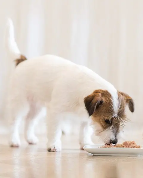 Schesir Multipack Chicken with Beef Wet Dog Food, Pack of 4 x 85g - شيسير مولتيباك تشيكين — للكلاب طعام رطب بنكهة الدجاج، عدد 4 × 85 جم، 85 جم - Image 3